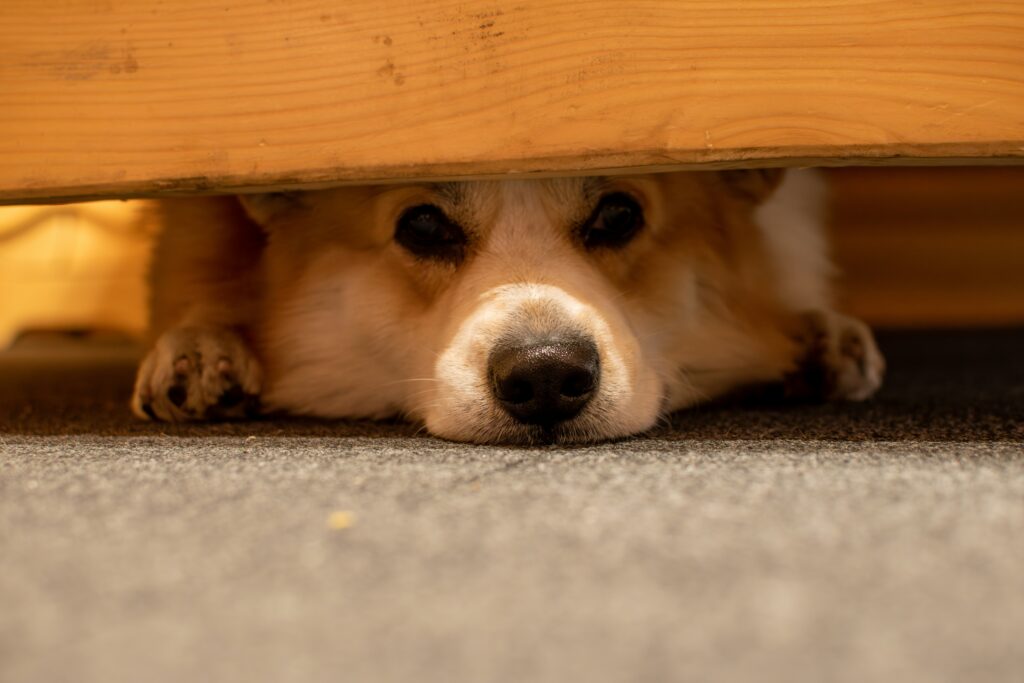 best calming treats for anxious dogs