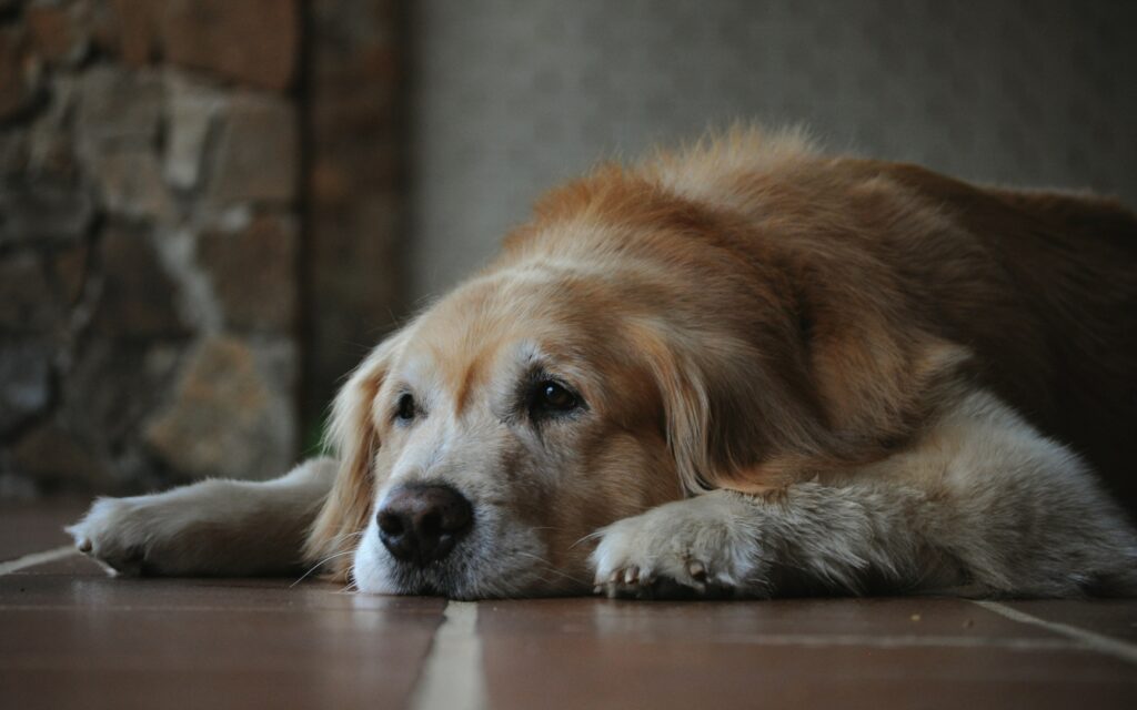 senior dog showing signs of arthritis lying down