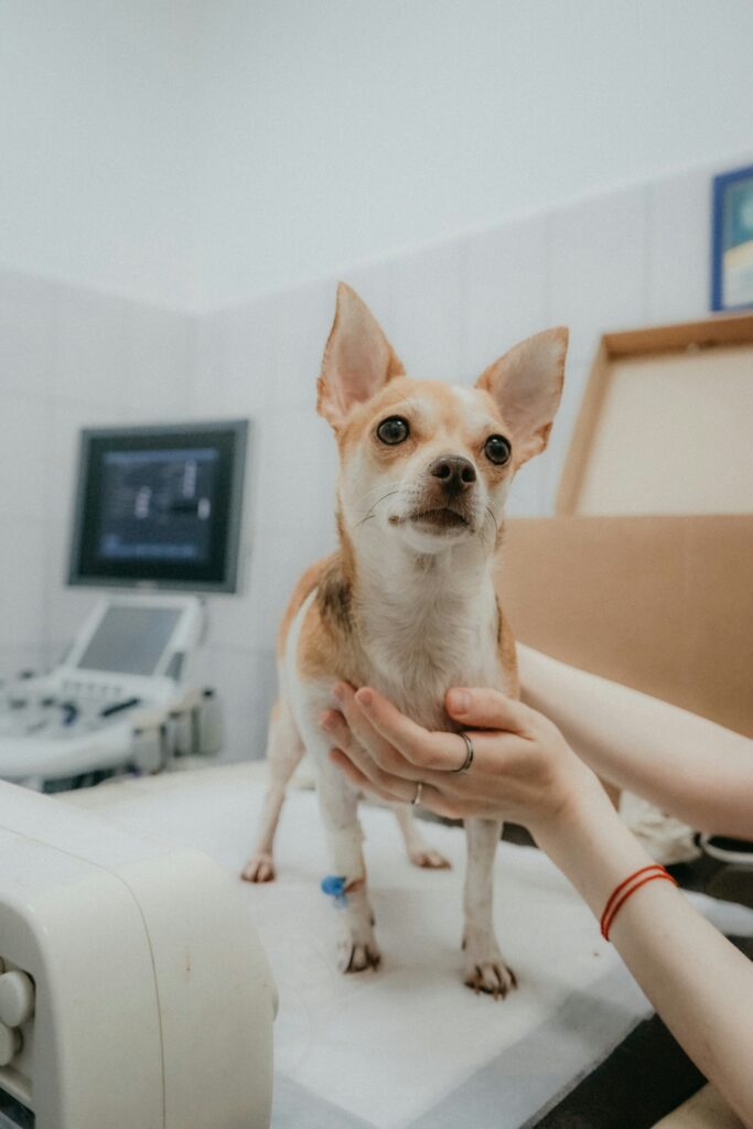 cosequin vs dasuquin for dogs