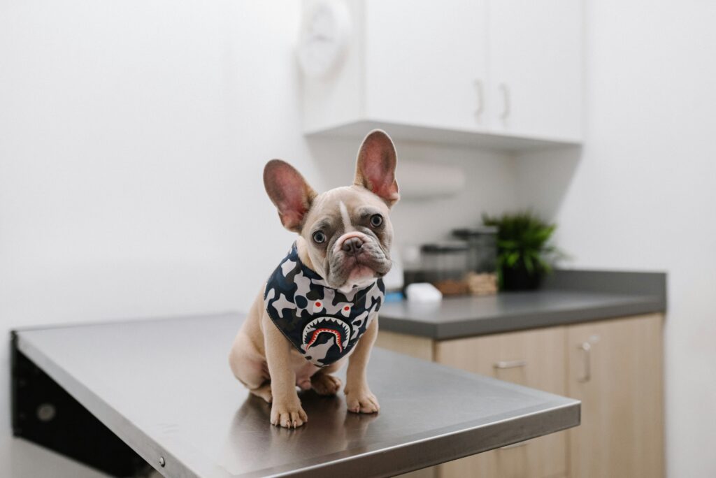 how to tell if your dog is in pain