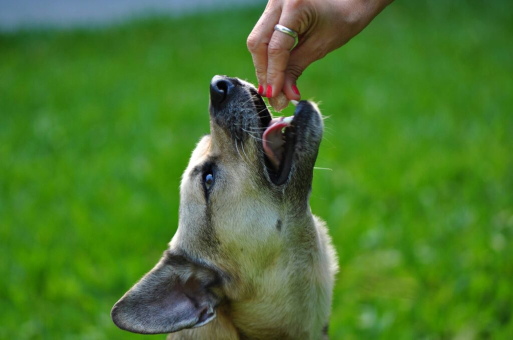 best joint supplements for dogs