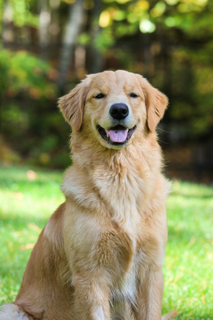 best joint supplements for dogs