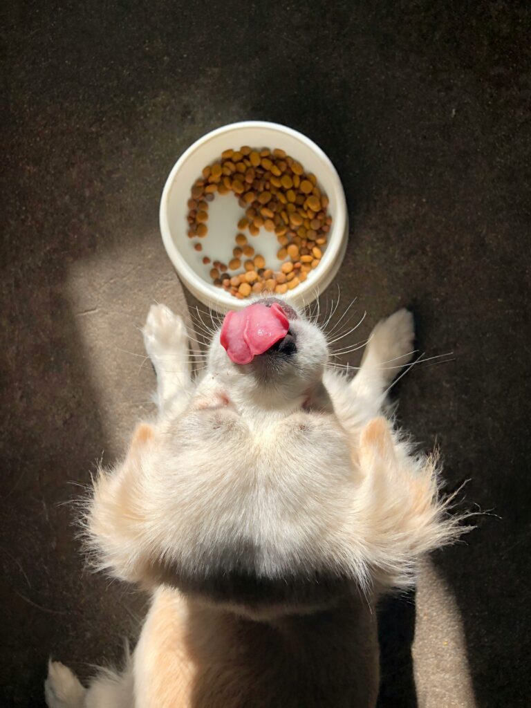 dog eating food
